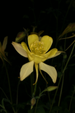 Aquilegia chrysantha RCP5-2012 202.JPG